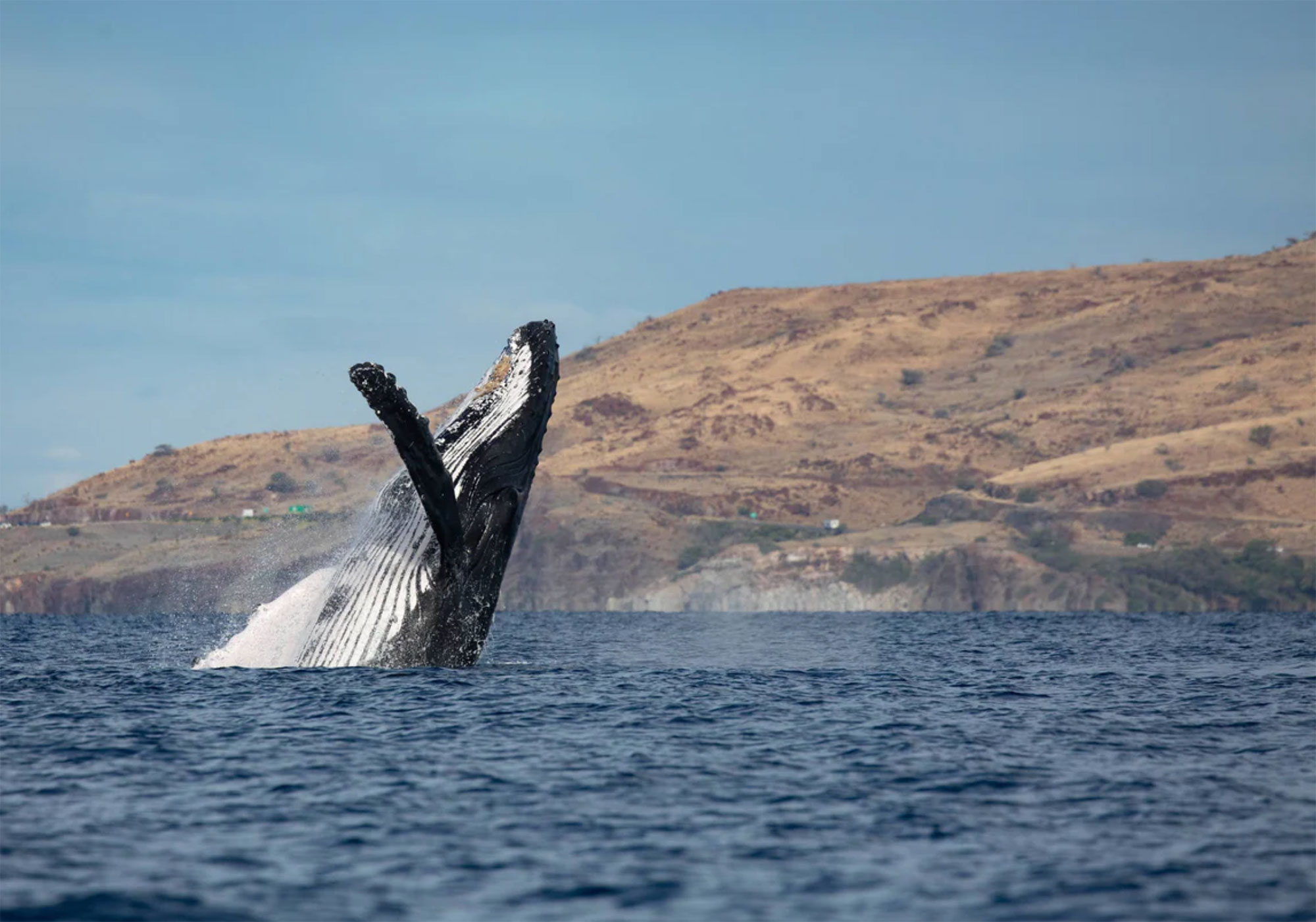 Whale-Watching Whale Watching